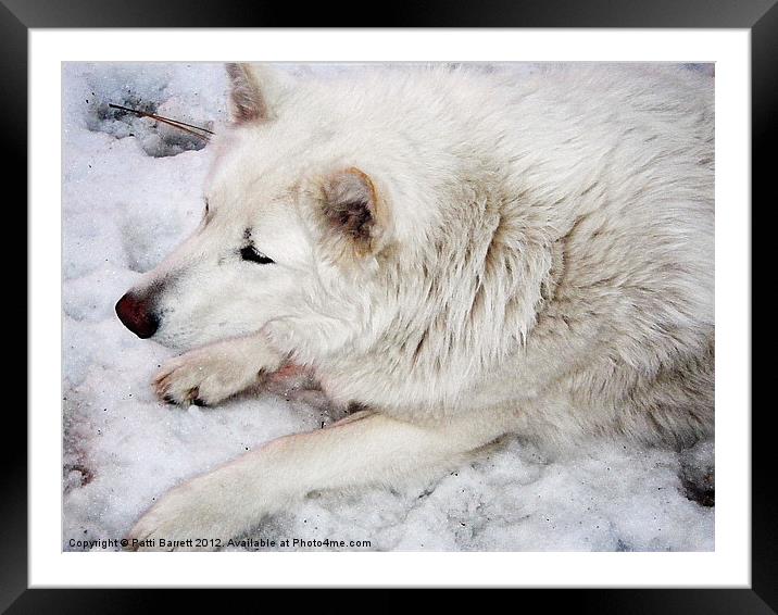 White Wolf Framed Mounted Print by Patti Barrett