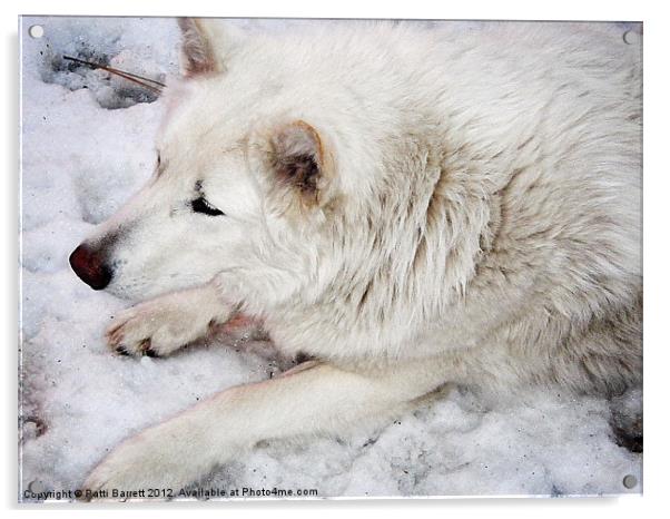 White Wolf Acrylic by Patti Barrett