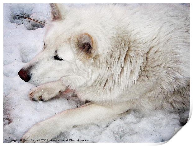 White Wolf Print by Patti Barrett