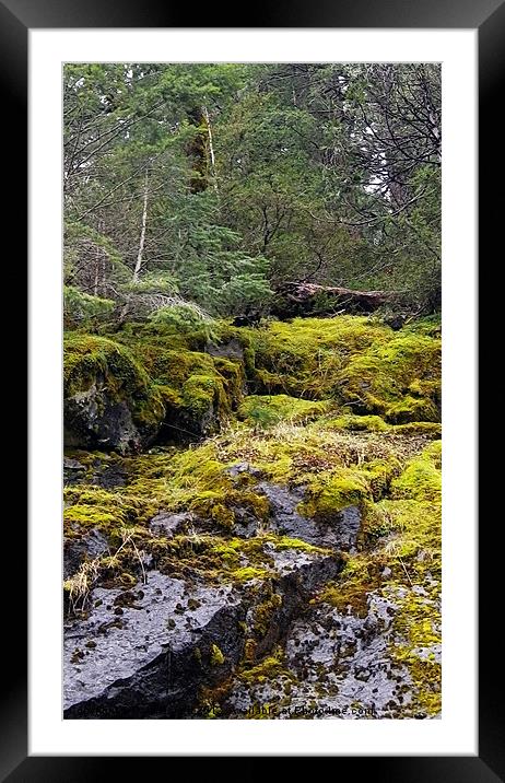 Mountain spring moss Framed Mounted Print by Patti Barrett