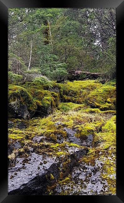 Mountain spring moss Framed Print by Patti Barrett