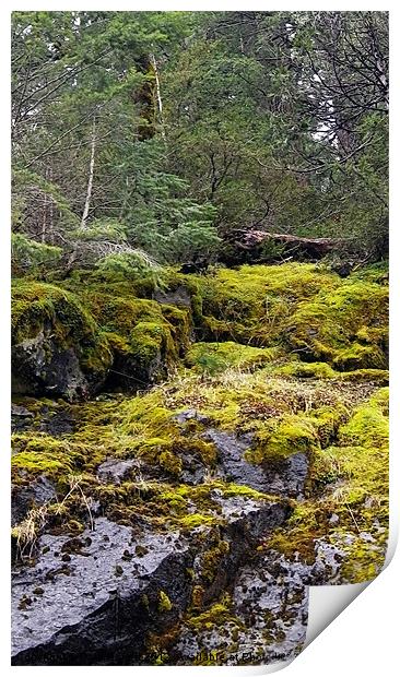 Mountain spring moss Print by Patti Barrett