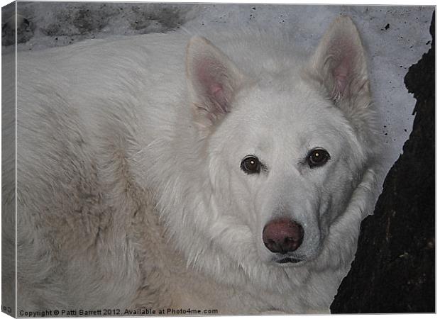 White Wolf in Winter Canvas Print by Patti Barrett