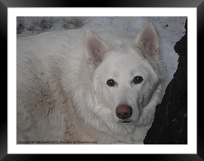 White Wolf in Winter Framed Mounted Print by Patti Barrett