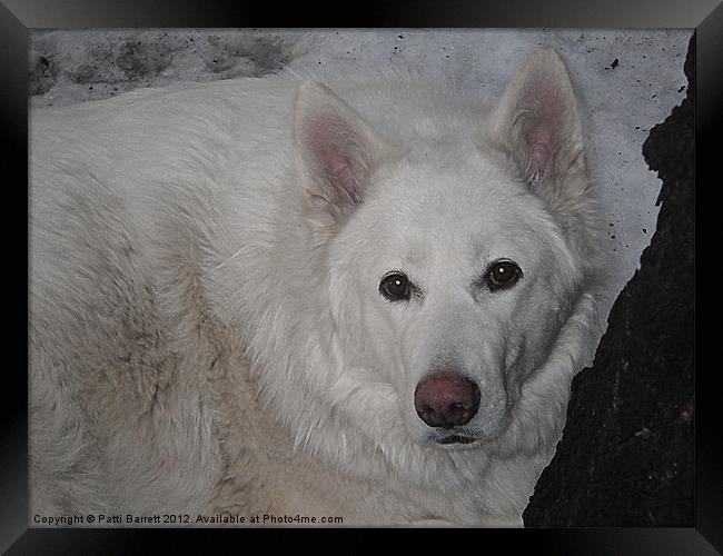 White Wolf in Winter Framed Print by Patti Barrett