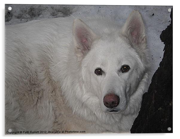 White Wolf in Winter Acrylic by Patti Barrett