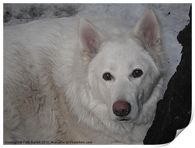 White Wolf in Winter Print by Patti Barrett