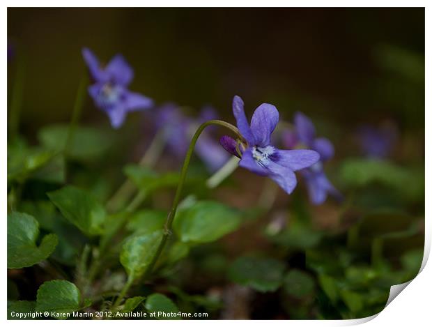 Little Violet Print by Karen Martin