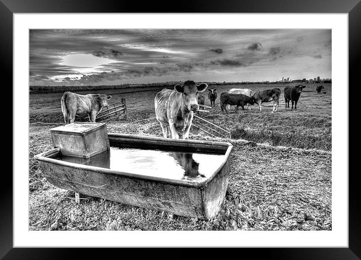 The lowing herd winds slowly Framed Mounted Print by Brian Fuller