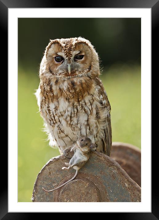 Tawny Owl with Mouse Framed Mounted Print by Philip Pound