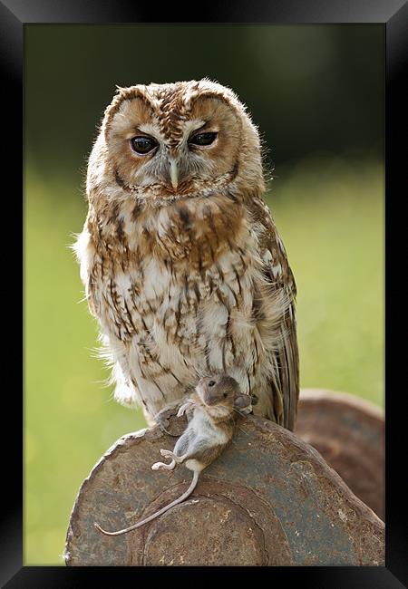 Tawny Owl with Mouse Framed Print by Philip Pound