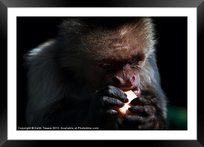 White Headed Capuchin Monkey Canvases & Prints Framed Mounted Print by Keith Towers Canvases & Prints