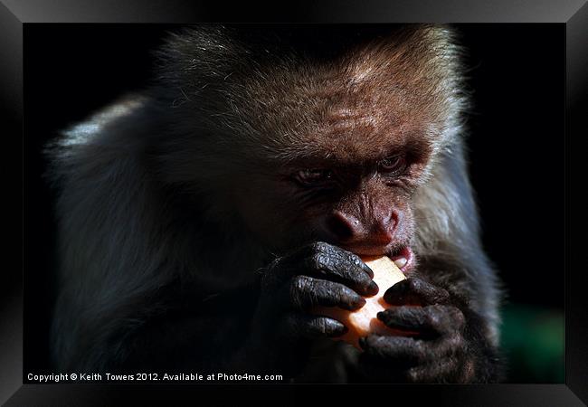 White Headed Capuchin Monkey Canvases & Prints Framed Print by Keith Towers Canvases & Prints