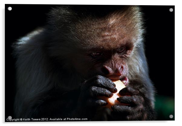 White Headed Capuchin Monkey Canvases & Prints Acrylic by Keith Towers Canvases & Prints