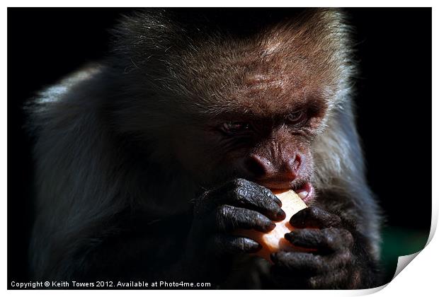 White Headed Capuchin Monkey Canvases & Prints Print by Keith Towers Canvases & Prints