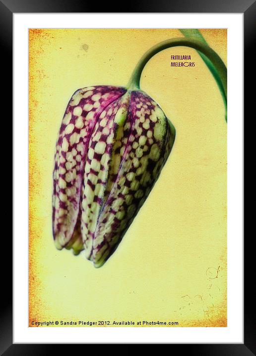 Fritillaria meliagris Framed Mounted Print by Sandra Pledger