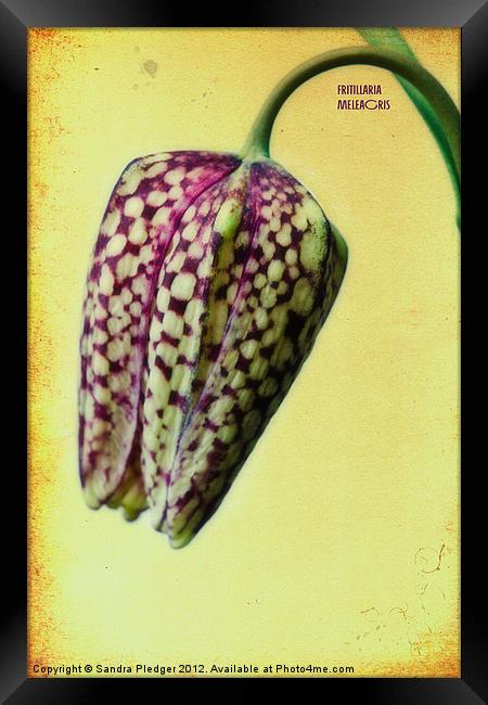 Fritillaria meliagris Framed Print by Sandra Pledger