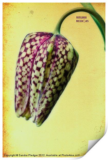 Fritillaria meliagris Print by Sandra Pledger