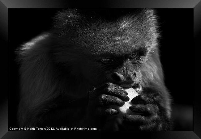 Capuchin Monkey Canvases & Prints Framed Print by Keith Towers Canvases & Prints