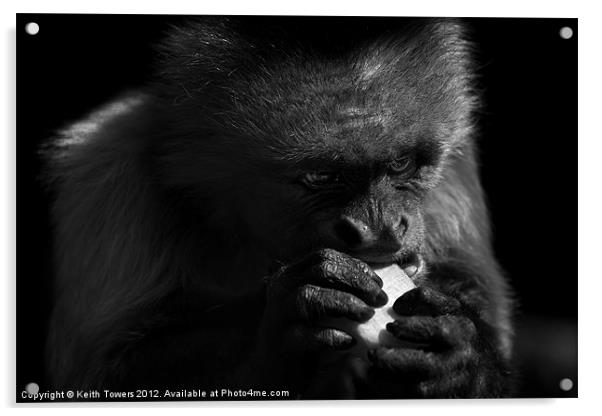 Capuchin Monkey Canvases & Prints Acrylic by Keith Towers Canvases & Prints