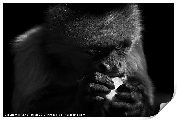 Capuchin Monkey Canvases & Prints Print by Keith Towers Canvases & Prints