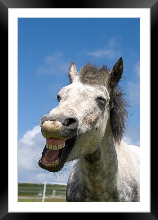 Laughing Connemara pony Framed Mounted Print by Digitalshot Photography