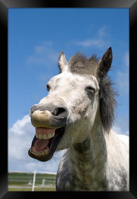 Laughing Connemara pony Framed Print by Digitalshot Photography