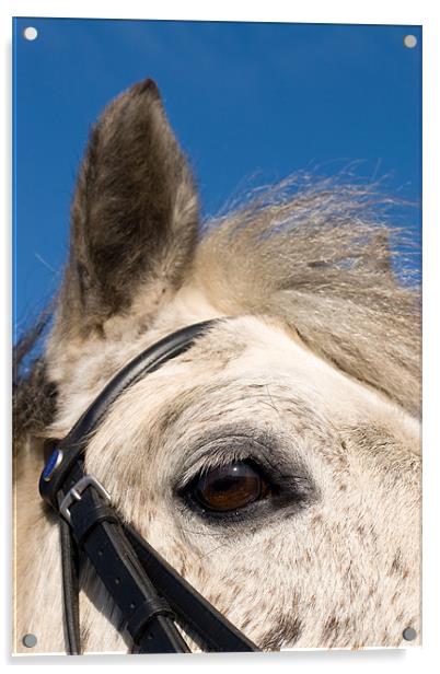 Majestic Connemara Pony Under the Clear Blue Sky Acrylic by Digitalshot Photography