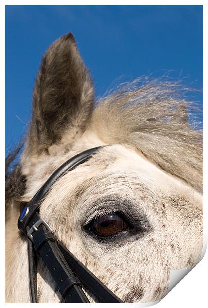 Majestic Connemara Pony Under the Clear Blue Sky Print by Digitalshot Photography