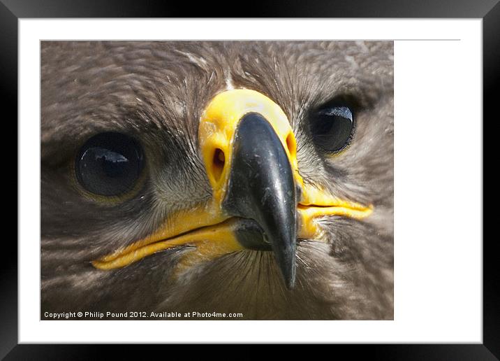 Eagle Eyed Framed Mounted Print by Philip Pound