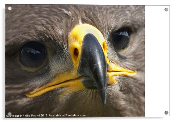 Eagle Eyed Acrylic by Philip Pound