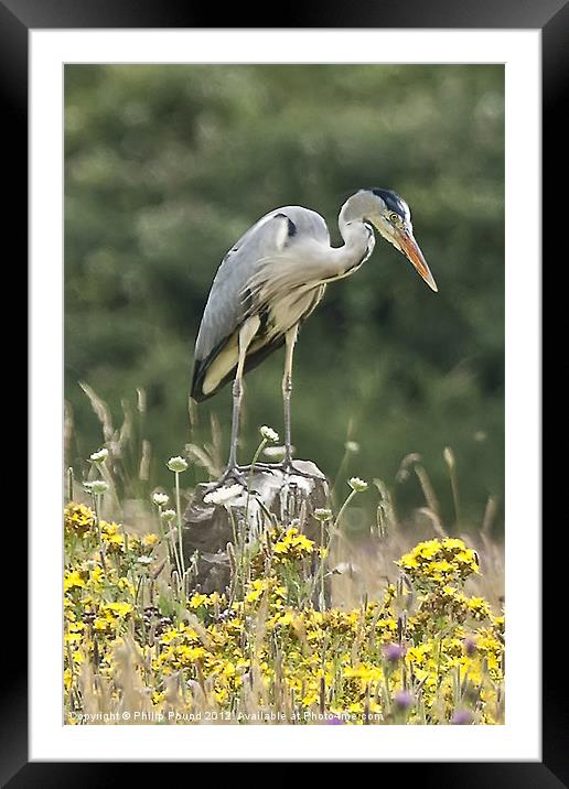 Grey Heron In Wildflower Meadow Framed Mounted Print by Philip Pound