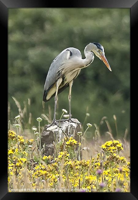 Grey Heron In Wildflower Meadow Framed Print by Philip Pound