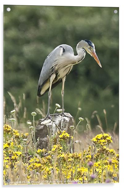Grey Heron In Wildflower Meadow Acrylic by Philip Pound