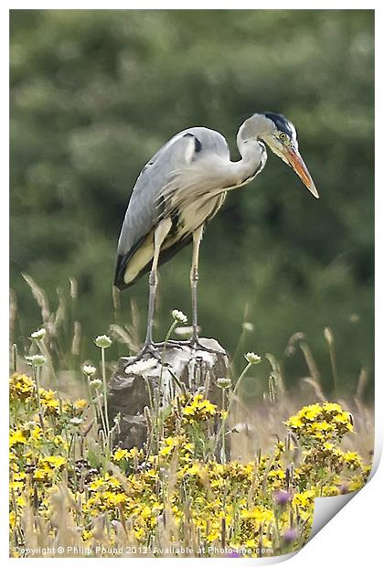 Grey Heron In Wildflower Meadow Print by Philip Pound
