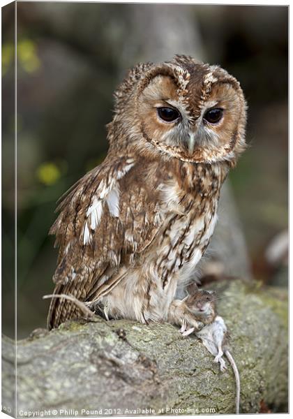 Tawny Owl on branch with mouse Canvas Print by Philip Pound