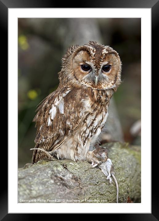 Tawny Owl on branch with mouse Framed Mounted Print by Philip Pound