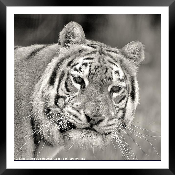 Tiger in Mono Framed Mounted Print by Martin Billard