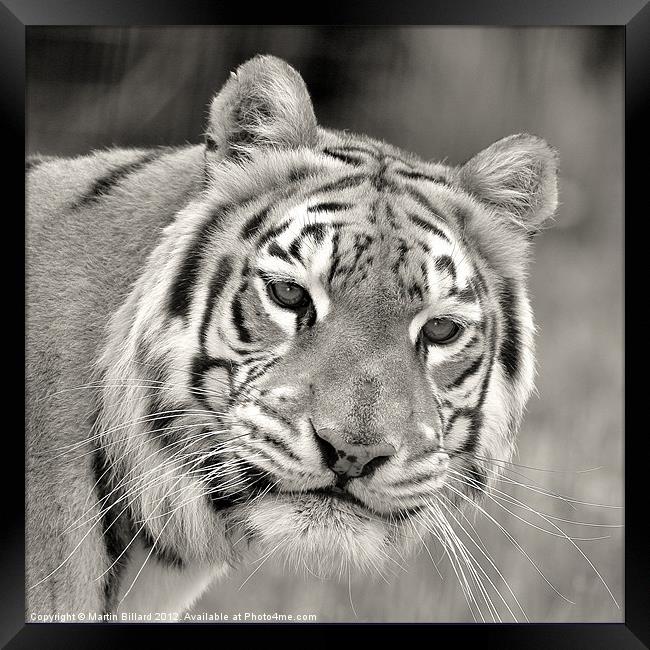 Tiger in Mono Framed Print by Martin Billard