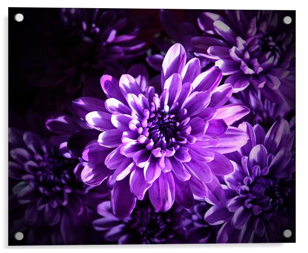 Purple Daisy Bouquet Acrylic by Tanya Beaudry