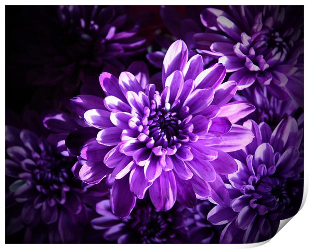 Purple Daisy Bouquet Print by Tanya Beaudry