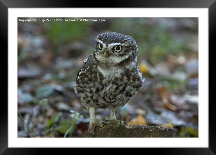 Little Owl Framed Mounted Print by Philip Pound