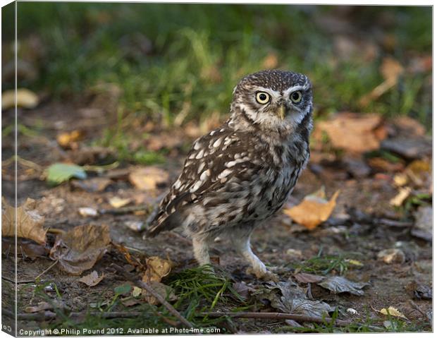 Little Owl on the ground Canvas Print by Philip Pound