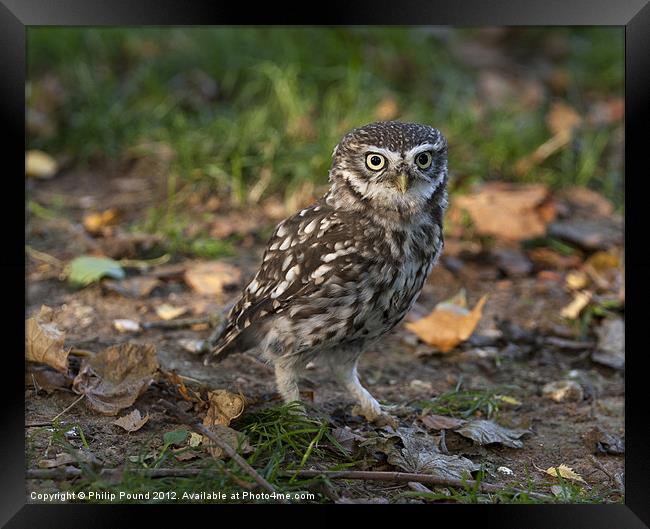 Little Owl on the ground Framed Print by Philip Pound