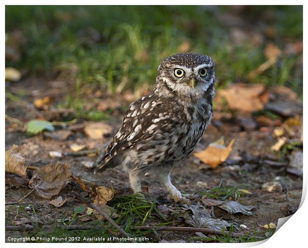 Little Owl on the ground Print by Philip Pound
