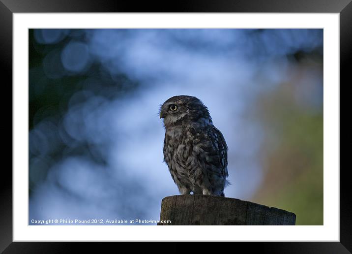 Little Owl On Tree Stump Framed Mounted Print by Philip Pound