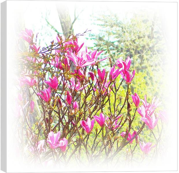 Spring blooms Canvas Print by Sharon Lisa Clarke