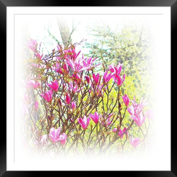 Spring blooms Framed Mounted Print by Sharon Lisa Clarke