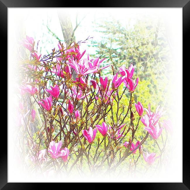 Spring blooms Framed Print by Sharon Lisa Clarke
