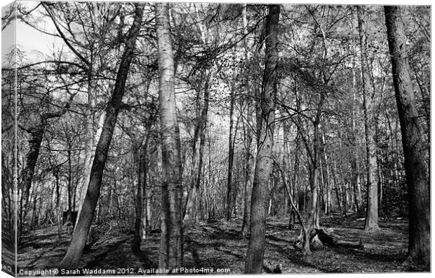 Woodland Black and White Canvas Print by Sarah Waddams